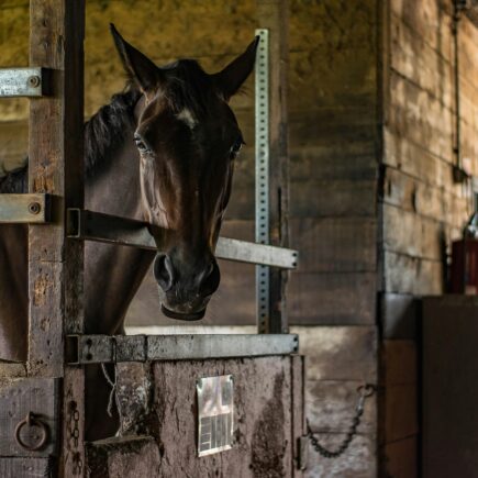 Equine Therapy Grants 2024