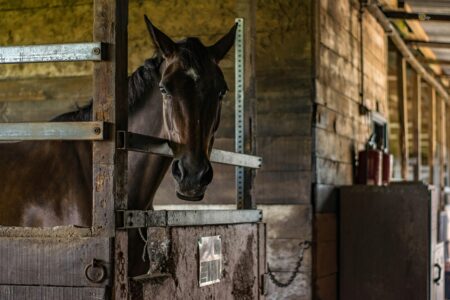 Equine Therapy Grants 2024