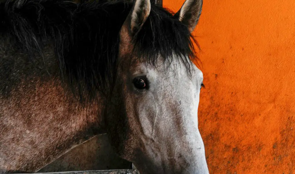 Grants for Equine Facilities