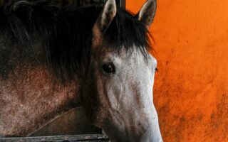 Grants for Equine Facilities