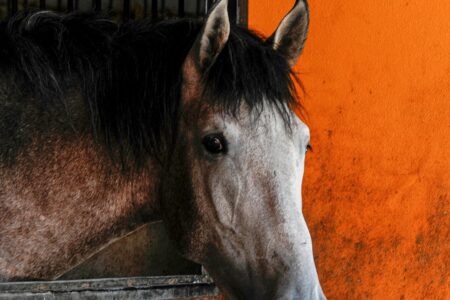 Grants for Equine Facilities